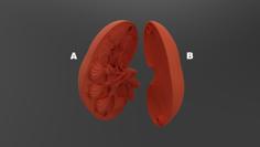 Kidney Model 3D Printer Model