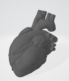 Anatomical Human Heart – Easy Print With Supports 3D Printer Model