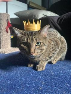 Cat Crown 3D Printer Model