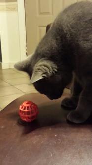 Cage Treat Ball For Cats 3D Printer Model