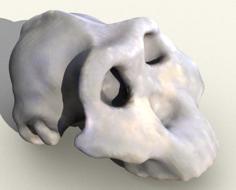 Paranthropus/Australopithicus Boisei Skull 3D Printer Model