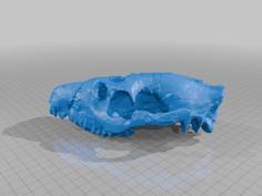 Oreodont Skull Fossil – High Rez 3D Printer Model