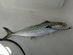 Daiwa SP Minnow Type Lure 3D Printer Model