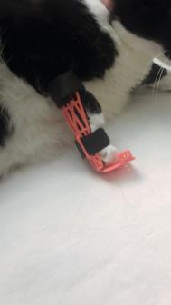 Cat/Pet Leg Brace 3D Printer Model