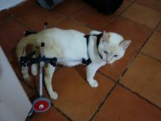 Pet Wheelchair (small) 3D Printer Model