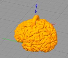 Brain Surface For Key Chain 3D Printer Model