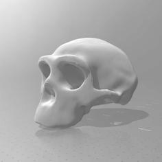 Homo Erectus Skull 1:1 Scale (Zhoukoudian III) 3D Printer Model