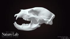 Black Bear Skull 3D Printer Model