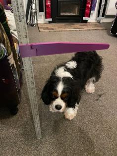 Dog Agility Measuring Stick 3D Printer Model