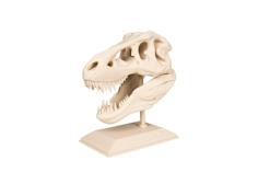 The T-Rex Skull 3D Printer Model