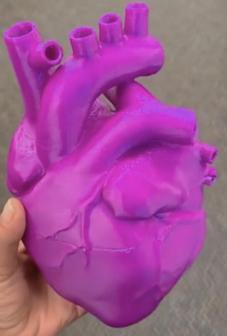 Anatomical Heart – Scaled For 12 Foot Skeleton 3D Printer Model