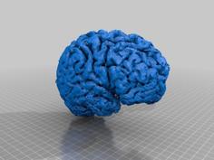 Living Brain RIGHT Part 3D Printer Model