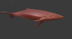 Blue Humpback Whale 3D Printer Model