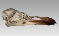 Skull Of An European Gull (Larus Argentatus) 3D Printer Model