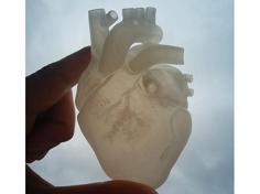 Anatomical Heart 3D Printer Model