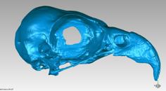 Skull Of An Osprey (Pandion Haliaetus) 3D Printer Model