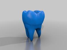 Human Tooth Model 3D Printer Model