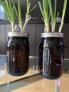 Mason Jar Scallion Grow Pods 3D Printer Model