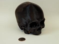 Skull 3D Printer Model