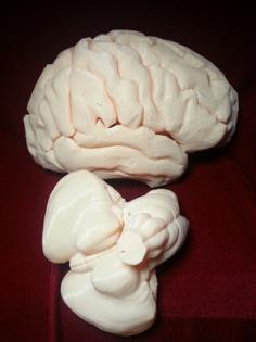 Medical Student Anatomy 1:1 Brain Stem And Cerebellum 3D Printer Model