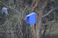 Bluebird House 3D Printer Model