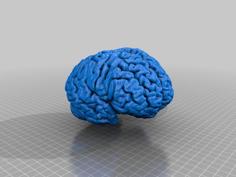 Human Brain 3D Printer Model