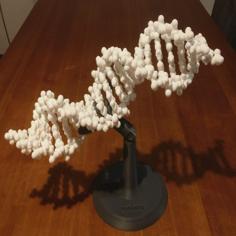 Folding DNA Model Kit No Support Necessary 3D Printer Model