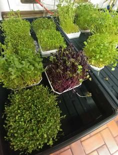 Quick Harvest Microgreens Grow Tray 3D Printer Model