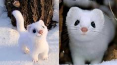 Snow-White Weasel 3D Printer Model