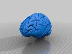 Gorilla Brain 3D Printer Model