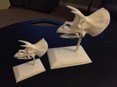 Triceratops Skull 3D Printer Model