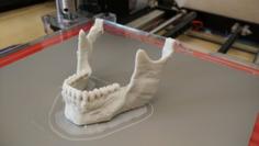 Human Skull – Separated Mandible And Connectors 3D Printer Model