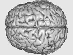 Printable “Visible Human” Brain 3D Printer Model