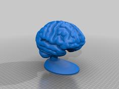 Cerveau D’impact / Impact Brain 3D Printer Model