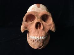 Homo Naledi Complete Skull Reconstruction 3D Printer Model