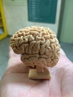 Walking Brain 3D Printer Model