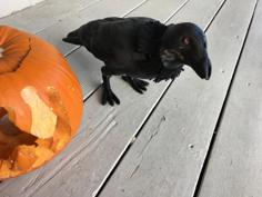 Halloween Crow (Animated) 3D Printer Model