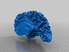 Brain Of 24-year-old Human Female 3D Printer Model