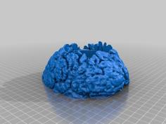 Hollow Brain With Top 3D Printer Model