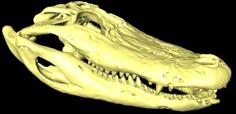 Alligator Skull – 1:4 Scale 3D Printer Model