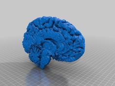 Living Brain, Left Part. 3D Printer Model