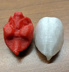 Marmoset Brain 3D Printer Model