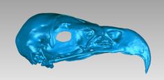 Skull Of A Golden Eagle 3D Printer Model