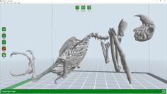 Macaw Skeleton Repaired 3D Printer Model