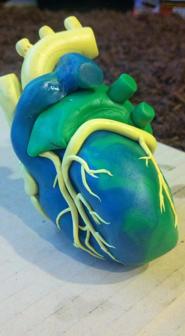 Anatomical Heart 3D Printer Model