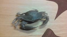 Chesapeake Blue Crab 3D Printer Model