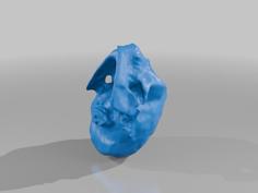 Cranio_Teste 3D Printer Model