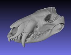 Skull Of A Virginia Opossum 3D Printer Model