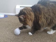 Cat Treat Puzzle: Egg 3D Printer Model