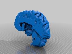 Real Human Left And Right Hemispheres 3D Printer Model